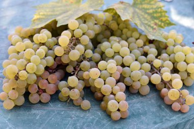 Masada duran üzümler. Bir demet üzüm. Meyve suyu veya beyaz şarap yapmak için olgun sulu üzümler. Yakın plan. Meyve bahçesi, üzüm bağı. Çiftçilik. Asma, böğürtlen. Endüstri, iyi hasat. hasat ediliyor