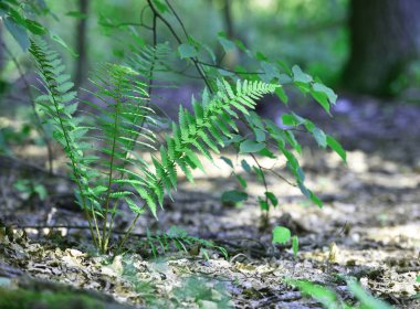Renkli eğreltiotu yaprakları yeşil yapraklar güneş ışığında doğal çiçek eğreltiotu arkaplanı. Yeşil eğreltiotu yaprakları ormandaki arka plan için. Doğal yeşil eğreltiotu yaprakları ormandaki dokuyu kapatır.