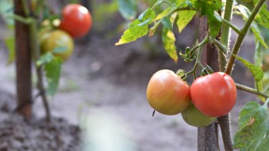 Olgun kırmızı domates yapraklarla büyüyor ve yeşil arka planda bitkiler yetişiyor. Yakın plan domates, olgun sebze, vejetaryen yiyecekler. Bahçedeki sera bitkisi. Yakın çekim