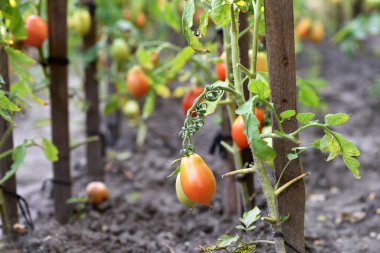 Solanum lycopersicum. Kırmızı olgun domates. Yeşil yapraklı bitki. Sebze çiftliğinde yetişiyor. Yakın plan, olgun sebze, vejetaryen yiyecekler. Çocuk odası, tarım arazisi..