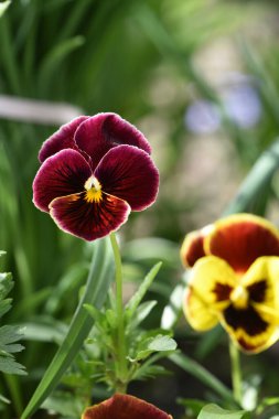 Viola üç renkli. Mor çiçekli Viola bitkisi, Viola, Mor, nonoş çiçeği. narin mavi, mor ve sarı çiçekler bahçede, çiçek tarhında. Çiçek arkaplanı. Yakın plan. dikey