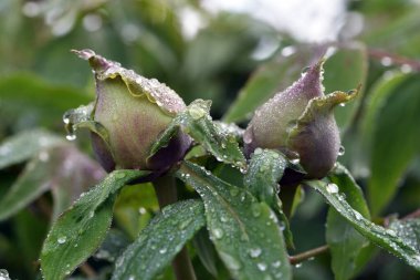 Peeonia. Bir tomurcuğun üzerindeki çiy damlaları. Yağmurlu bir bahar günü bahçede çiğ damlalarıyla şakayık çiçeği tomurcuğunun yakın çekimi. Makro, arka plan, botanik, biyolojik. Damlalı şakayık tomurcuğu, sabah