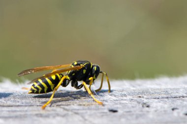 Vespula germanica, Avrupa eşekarısı, Alman eşekarısı. Yuvayı inşa etmek için selüloz elde edilecek olan çene ile ahşap bir yüzeyi tırmalayarak. İzole edilmiş örnek, makro böcek.