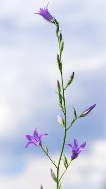 Campanula. Mor çiçek, batan güneşin ışınlarında çanlar. Kalın otların arasında çan çalıyor. Güzel, narin bir çiçek, yakın plan. Çiçekli arka plan, akşam vakti.