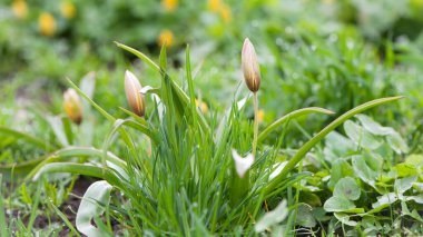 Lale çiçeği. Yeşil otların arka planında gün ışığında açan, lale bahçesindeki bir çiçek. Çiçekli arka plan, güzel lale yakın plan. Narin bahar çiçeği. Kır çiçekleri. Doğanın güzelliği