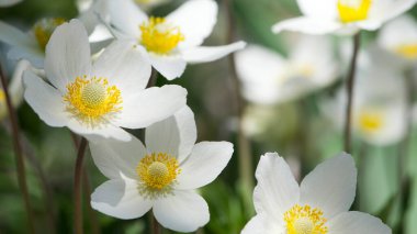 Anemone sylvestris. delicate flowers in the garden, in the flowerbed. floral background. beautiful delicate Anemone sylvestris. white flowers on a natural background. close-up. sunlight. spring season clipart