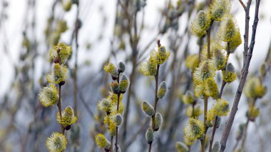 Tüylü sarı çiçekler söğüt dalında çiçek açar. Bahar ormanındaki bir dalda söğüdün sarı çiçekleri. Güzel bir bahar arkaplanı. Doğa, bokeh, yakın plan, Makro fotoğraf