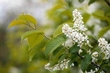 Prunus padus. common bird cherry. flowering tree. small white flowers on a branch. wild growing tree. bird cherry bush in spring, young green leaves. close-up. beauty of nature. natural background clipart