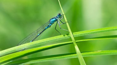 Coenagrionidae. Yeşil yapraklı mavi yusufçuk. Büyük gözlü bir yusufçuk, bir nehir bitkisinin yeşil yaprağında oturur. Doğal bulanık yeşil arkaplan. Bir böceğin makrosu. doğada