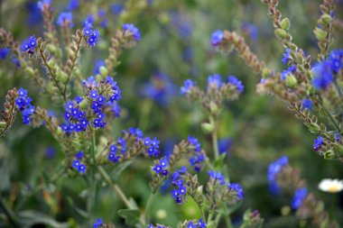 Anchusa officinalis and delicate flower of white field chamomile. flower season. wildflowers. medicinal herbs. beauty of nature. close-up. blue wildflower clipart