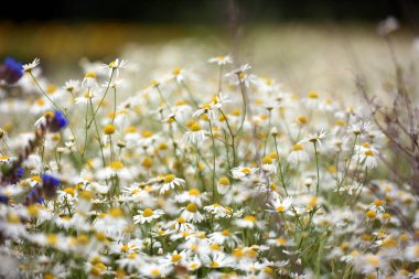 Beyaz papatyadan yapılmış narin bir çiçek. Matricaria chamomilla, beyaz kır çiçekleri. Güzel beyaz papatya çiçekleri bir yaz günü yeşil bir tarlada yakın plan çekimde. Çiçek arkaplanı. Doğanın güzelliği