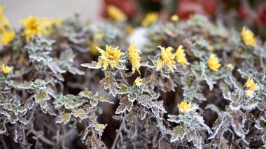 Sonbaharın sonlarında çiçekler. Rime. Günaydın Frost. Sarı kasımpatılar donla kaplıdır. İlk dondurmalar. Soğuk mevsim. Düşük sıcaklık. Kış geçmişi. Yakın plan. Sonbahar sabahı dondurucu soğuğu, çiçek tarhı