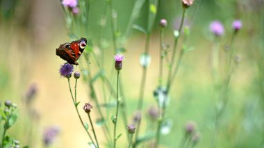 Vanessa atalanta. Kızıl amiral çayırlık çiçeğinin üzerinde bulanık bir geçmişi olan Cirsium vulgare. Kelebek gibi yakın plan. Yazın doğa. Güzel kelebek vahşi bir bitkiden nektar toplar. seçici odak