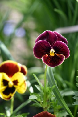 Viola üç renkli. Mor çiçekli Viola bitkisi, Viola, Mor, nonoş çiçeği. Bahçede, çiçeklikte, narin mavi çiçekler. Çiçek arkaplanı. yakın plan