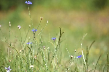 Mısır çiçeği, Centaurea siyanus nadir bulunan Arable Fields çiçeği. Mavi kır çiçekleri, doğal çiçek arkaplanı. Vahşi çiçekler, yakın plan, bulanık arka plan. Yaz çayırı çiçeği, güzel mavi çiçekler..