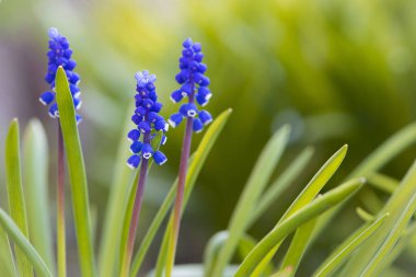 Muscari. Çan şeklinde mavi çiçekler, beyaz bir püsküllü, Muscari armeniacum yeşil bazal yapraklarla çevrili, yakın çekim. Ermeni üzümü sümbülü ya da bahçe üzümü sümbülü, kuşkonmaz olarak bilinir..