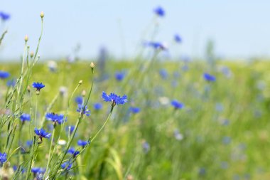 Mısır çiçeği, Centaurea siyanus nadir bulunan Arable Fields çiçeği. Mavi kır çiçekleri, doğal çiçek arkaplanı. Vahşi çiçekler, yakın plan, bulanık arka plan. Yaz çayırı çiçeği, güzel mavi çiçekler..