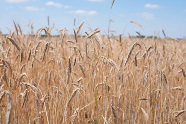 Tarlada altın buğday başakları. Tarlanın sarı arka planında olgunlaşmış altın buğday kulakları. Doğa. Zengin bir yaz hasadı, tarım ve tarım endüstrisi fikri..