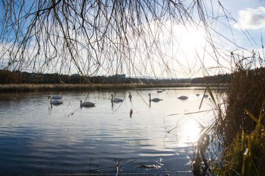 Kuğu. Sudaki kuş. Beyaz kuğular gölde yüzer. Büyük güzel kuğular güzel bir sonbaharda, güneşli bir günde nehirde yüzerler. Vahşi kuş, doğal arka plan. Beyaz Kuğu Ailesi