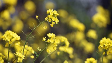 Tecavüz tohumu. Brassica napus. Güneşli yaz gününde çiçek açıyorlar. Sarı çiçek, bulanık doğal arka planda izole edilmiş. Avrupa 'da ya da Asya' da tarım. Çiçekli arka plan, yakın plan. yumuşak odak