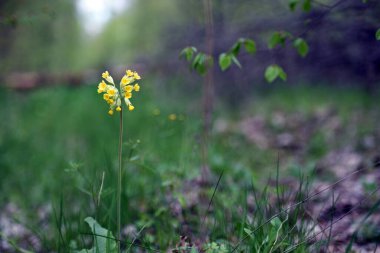 wild primrose Oxlip, Primula elatior in nature. Primula elatior one of the first spring flowers. wild yellow flower in the forest. spring natural background. selective focus clipart