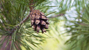Çam ağacında çam kozalağı. Pinus. İzole edilmiş çam. Açık doğal arka planda izole edilmiş kozalaklı çam dalı. Ormandaki ya da parktaki kozalaklı ağaç dalları, yakın plan.