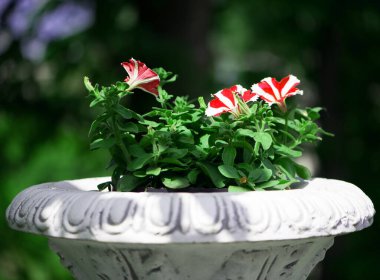 Petunya. Bahar parkında çiçekli vazolar. Kır bahçesinde bitkileri olan bir taş kazan. Güzel çiçekler, yaz bahçesindeki çiçek tarhı. Beyaz-kırmızı çiçekler. Çiçek açan güzel saksı