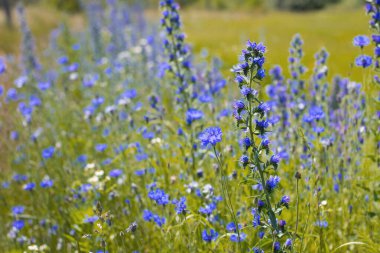 Echium vulgare. beautiful wildflowers. blue flowers, summer floral background. close-up. bokeh. beautiful nature. blooming meadow in sunny weather clipart