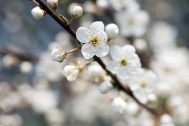 Kiraz. Beyaz çiçekler. Bahçedeki çiçek dalları. Çiçek açan ağaçlarda narin bahar çiçekleri. Makro fotoğraf, narin çiçekler. Yumuşak odaklanma. Doğanın güzelliği. Yakın plan. Bahar zamanı kiraz ağacı