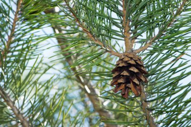 Çam ağacında çam kozalağı. Pinus. İzole edilmiş çam. Açık doğal arka planda izole edilmiş kozalaklı çam dalı. Ormandaki ya da parktaki kozalaklı ağaç dalları, yakın plan.