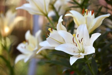 Lilium. Beyaz zambak tarlası. Güzel zambak çiçeği, yakın plan. Bahçedeki çiçek tarhında narin beyaz zambaklar. Çiçek arkaplanı. Bulanık yeşil arka plan. Yaz bahçesi