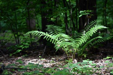 Renkli eğreltiotu yaprakları yeşil yapraklar güneş ışığında doğal çiçek eğreltiotu arkaplanı. Yeşil eğreltiotu yaprakları ormandaki arka plan için. Doğal yeşil eğreltiotu yaprakları ormandaki dokuyu kapatır.
