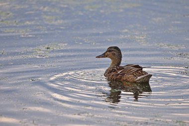 Anas platyrhynchos. Göletteki ördek. Kuzeyli bir kürekçi ördek sakin sularda yüzerken yakalandı. Renkli tüyleri ve kendine özgü büyük gagasıyla. Doğal yaşam alanı. Dişi ördek yaban ördeği