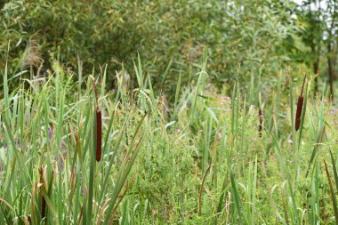 Typha angustifolia. Yakından yaklaş, su tesisatı. sazlıklar. Doğal bir geçmişi var. Fazla gelişmiş nehir kıyısı. Bataklıktaki bitkiler. Gölde sazlıklar. sonbahar sezonu