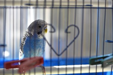 Budgie. Papağan. Mavi muhabbet kuşu kafeste oturur. Evcil kuş. Kuş kafesinde muhabbet kuşu. Tüylerin mavi rengi, odaklanma, yakın plan. Küçük evcil kuş. Bir papağanın gagası..