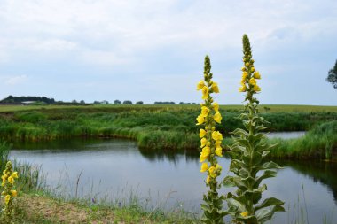 Uzun Verbascum thapsus bitkileri, yaygın olarak mullein olarak bilinir, parlak sarı çiçek dikenleri çiçek açar. Tıbbi bitki. Yeşilliğin ortasında, gölün yakınındaki sakin bir ormanda. yaz günü