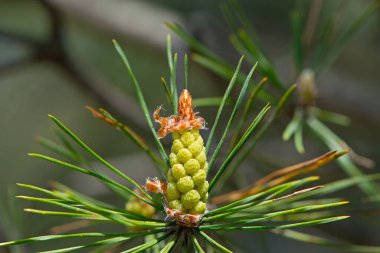 pinus resinosa. Genç Pineoung kozalakları ormandaki bir çam dalında. Bahar başında Pinus resinosa, Erkek Polen Konisi, Pinecone. Doğal arka plan, tıbbi, güzel kokulu iğneler. Yakın plan Çam