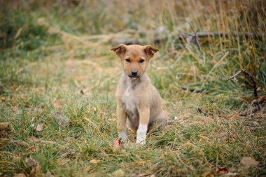 Evsiz bir köpek yavrusuyla fotoğraf. Küçük köpek. ev hayvanı. Hayvan bakımı. Kızıl saçlı evsiz köpek yavrusu. Kırmızı renkli, üzgün bakışlı şirin bir köpek yavrusu. Veteriner, evsiz hayvan problemi, aç köpek yavrusu