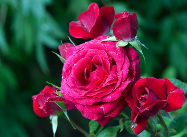 Kırmızı gül çiçeği arkaplanı. Bahçedeki çalılıkta kırmızı güller, yakın plan. Yağmurdan ya da sabah çiğ tanesinden sonra su damlatan kırmızı gül çiçeği. Kırmızı gül, sihir, bitki bakımı, peyzaj, bir kız için tatil hediyesi.