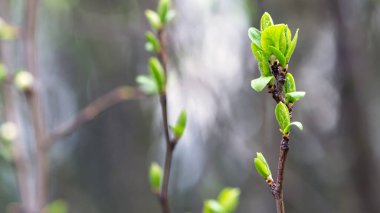 Genç yapraklar, çalıların dalları baharda çiçek açar. Bahar yeşili olan bir ağacın dalı filizlenir, çiçek açan bir ağaç. Doğa kapanıyor, ilkbaharda canlanıyor. arkaplan ve metin için