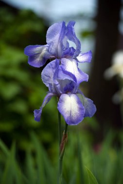 İrideae. Bahçede mor iris çiçekleri açıyor. Bahçede mavi ve mor çiçekler. Çiçeksel doğal bir geçmişi var. Güzel narin çiçekler. Bulanık yeşil arka plan. yakın plan