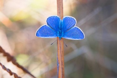 Yaygın mavi kelebek Polyommatus icarus kuru otların üzerinde oturur. Polyommatus (siyaniris) yarıargus. Kelebek kurumuş bir bitkinin üzerinde oturur. arkaplan için güzel fotoğraf, kartpostal, metin için boşluk
