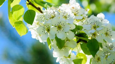 Armut çiçeği. Bahçede çiçek açan ağaç. Beyaz narin çiçekler, yeşil ve taze yapraklar. Malinae, Springtide. Yeşil arka planda çiçek açan armut dalları. Yakın plan. Ormanda armut