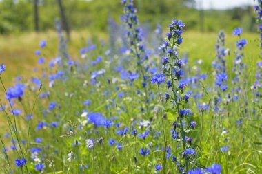 Echium vulgare. beautiful wildflowers. blue flowers, summer floral background. close-up. bokeh. beautiful nature. blooming meadow in sunny weather. wild flowers. flowering season, spring time clipart