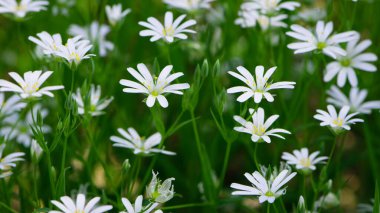 Stellaria sanal çayı. Tavuk otunun narin orman çiçekleri, Stellaria holostea ya da Echte Sternmiere. Çiçek arkaplanı. Doğal yeşil arka planda beyaz çiçekler. yakın plan