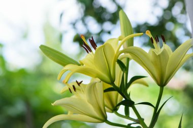 Lilium maculatum Thunb. Sarı zambak. Güzel zambak çiçeği. Bahçedeki çiçek tarhında narin beyaz zambaklar. Çiçek arkaplanı. Bulanık doğal arka plan. Çiçek mevsimi, yakın plan.