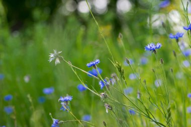 Mısır çiçeği, Centaurea siyanus nadir bulunan Arable Fields çiçeği. Mavi kır çiçekleri, doğal çiçek arkaplanı. Vahşi çiçekler, yakın plan, bulanık arka plan. Yaz çayırı çiçeği, güzel mavi çiçekler..
