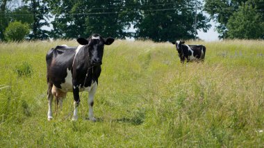 Çayırdaki süt ineği. İki inek. Siyah beyaz inek, yeşil çimlerin üzerinde duruyor. Bahar günü. süt çiftliği. ev hayvanı. Sığırlar. İnek çayırda otluyor. yakın plan