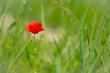 Haşhaş. Güneşte kırmızı haşhaş yaprakları. Kırmızı gelincik çiçekli arka plan. Yeşil çimenlerde, açık bir arka planda izole edilmiş güzel kırmızı gelincik çiçeği. Vahşi çiçek, doğadaki güzellik. yakın plan
