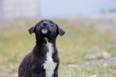 Evsiz bir köpek yavrusuyla çekilmiş bir dizi fotoğraf. Küçük köpek. ev hayvanı. Hayvan bakımı. Siyah evsiz köpek yavrusu. Siyah beyaz, üzgün bakışlı şirin bir köpek yavrusu. Veteriner, evsiz hayvan problemi, aç köpek yavrusu